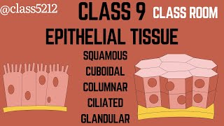 Epithelial tissue class 9 biology [upl. by Akierdna]