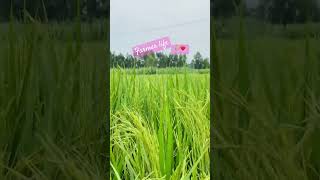 Farmer lover ❤️🌾stutesshortvideo ytshorts [upl. by Ytomit710]