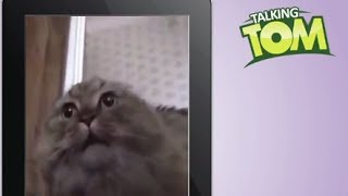 Talking Tom VS NoNoNoNo Cat [upl. by Acired]