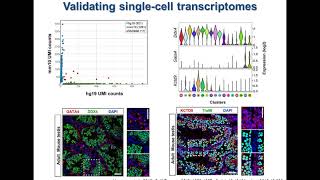 Validating singlecell RNAseq data using SingleCell Western blotting and RNAscope® technology [upl. by Lee509]