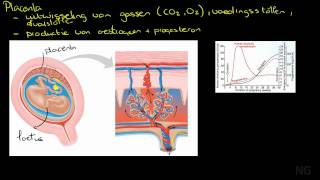 423  Bouw en functie van de placenta [upl. by Abbotsen69]