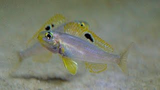 Xenotilapia quotpapilio sunflowerquot msalaba [upl. by Warder]