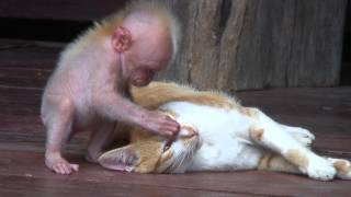 Quand singe et chat se font un calin [upl. by Lakim172]