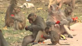 Rhesus macaques eating Pomegranate [upl. by Cronin896]