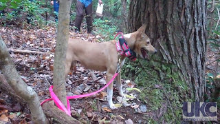 2015 UKC Feist Days  Treeing Game [upl. by Cirad968]