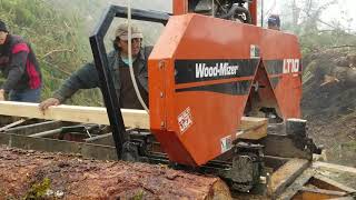 Aserradero LT10 WoodMizer cortando pino en Ecuador Importrosero [upl. by Eillib]