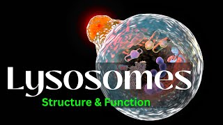 Lysosomes Structure and Function biology Cell Biology [upl. by Pearlman]