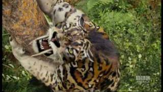 Sabretoothed tiger attack  Primeval  BBC America [upl. by Garratt]