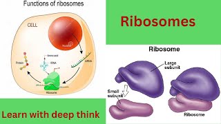 Structure and functions of ribosomes Ribosomes kaya kam karty hein [upl. by Chalmers]