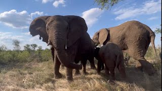 Baby Elephant Khanyisa is Protected by Fishan Lundi amp Kumbura Plus Trunk amp Dung Lessons 🐘 [upl. by Drwde]