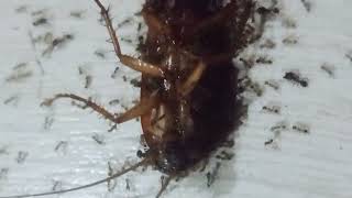 Ant Watching antlover ants antsgomarching antscanada asmrvideo lovinganimalstv [upl. by Brier7]