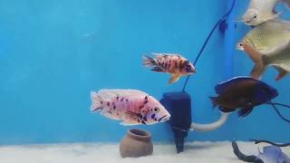 Arowana Cichlid Community tank [upl. by Notterb]