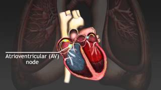 How the cardiac cycle is produced by electrical impulses in the heart [upl. by Dowell]