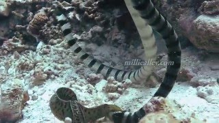 sea snake vs moray eel [upl. by Sucul485]