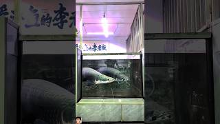 Evining Time Feeding 😬 shorts arapaima fish monsterfish aquarium ytshorts shortsfeed [upl. by Atekihs]