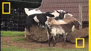 Fainting Goats  National Geographic [upl. by Urbanus517]