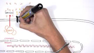 Insulin Signalling Pathway Minardo [upl. by Merna657]