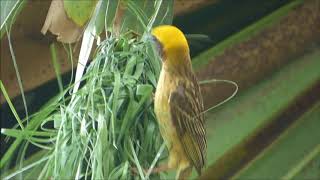 Macho de Tejedor baya Ploceus philippinus en Bueng Boraphet [upl. by Enerod]