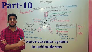 water vascular system  Ambulacral System in echinoderms csirnetjrf csirnet mducee2023  lec43 [upl. by Youngran386]