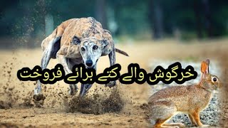 Shikari Dog Available For Sale In Pakistan Rabbit Hunting Dog [upl. by Kendre]