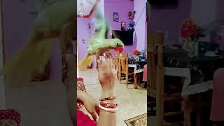 m tota m tota lal rang ka m viral mittoo parrot parrotlover birds [upl. by Ahsin742]