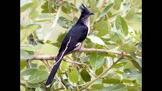 Clamator levaillantii Levaillants Cuckoo [upl. by Lithea105]