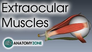 Extraocular Muscles  Eye Anatomy [upl. by Letnahc]