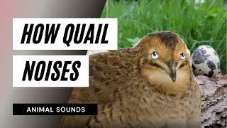 The Animal Sounds How Quail Sounds  Sound Effect  Animation [upl. by Yrebmik]