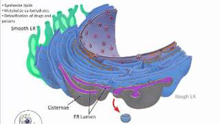 Endoplasmic Reticulummp4 [upl. by Ael]