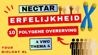 4 vwo  Erfelijkheid  10  Polygene overerving [upl. by Leahcimsemaj]