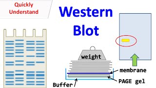 Western blot [upl. by Nylodnew663]