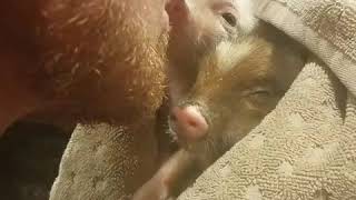 Kissing baby Mini Piglets [upl. by Birdella946]