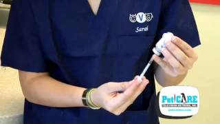 How to Give your Pet Injections [upl. by Granny]