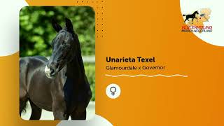 Unarieta Texel  Glamourdale x Governor [upl. by Suez]