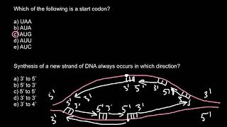 Start codon and DNA synthesis [upl. by Lupiv]