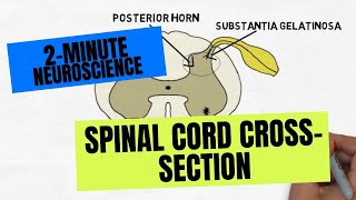 2Minute Neuroscience Spinal Cord Crosssection [upl. by Julia]