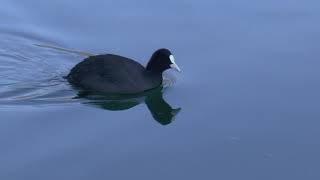 Anatre presso il Lago di Endine Bg [upl. by Eanil]