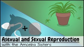 Asexual and Sexual Reproduction [upl. by Polik215]