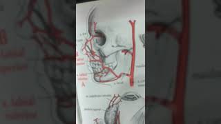 Carótida Externa  Terminales  Anatomía Humana en Odontología [upl. by Doro]