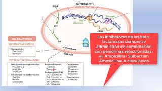 ANTIBIOTICOS MECANISMOS DE ACCION [upl. by Ridgley]