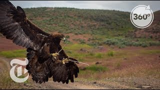 Soar With a Golden Eagle  The Daily 360  The New York Times [upl. by Afinom]