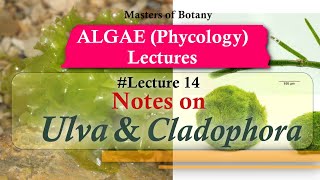 Lecture 14  Ulva and Cladophora Life Cycle Chlorophyceae  Algae Lecture Notes [upl. by Francis]