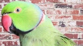 Alexandrine parakeet Parrot  Ringneck Talking Parrot [upl. by Jaynell660]