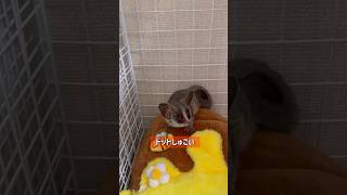 Bushbaby ドットちゃん部屋んぽshots bushbaby おさるさん ショウガラゴ ブッシュベイビー [upl. by Swan867]