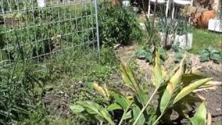 Harvesting Galangal PLANTING GINGER amp GALANGAL [upl. by Neenaej217]