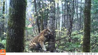 Wild Siberian Tiger in Russian Far East [upl. by Enelhtak]