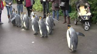 Penguin Walk  Zoo Basel HD [upl. by Yerahcaz]