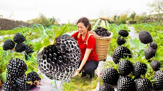 Harvest Full of ripe Strawberry in the garden  Make Strawberry Yogurt clusters  Phương Daily Life [upl. by Laden]