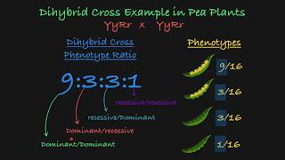 Genotypic ratio of dihybrid cross is [upl. by Adniles515]