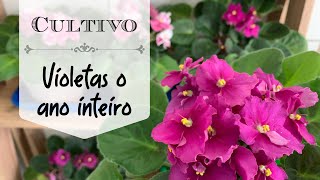 Como cultivar violetas de forma FÁCIL e ter flores o ano inteiro [upl. by Williamsen]